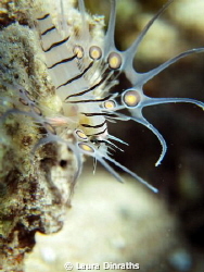 Juvenile common lionfish in double macro by Laura Dinraths 